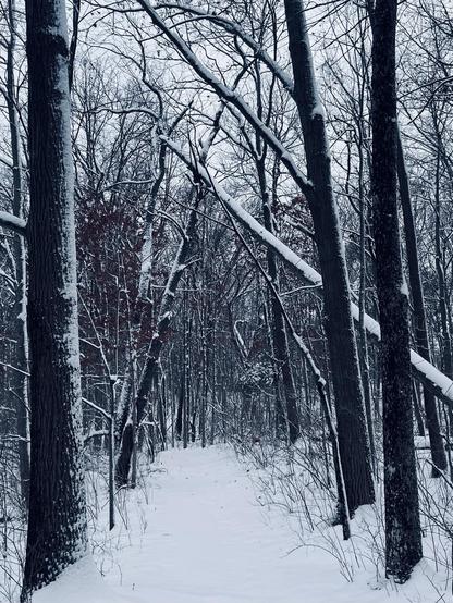 A snowy path through the woods after a snowstorm. It cuts through a dense forest. The dark trunks and branches of trees are partially covered in snow, making them stand out against the gray of the sky and white of the snow. It is a color photo but looks black and white.