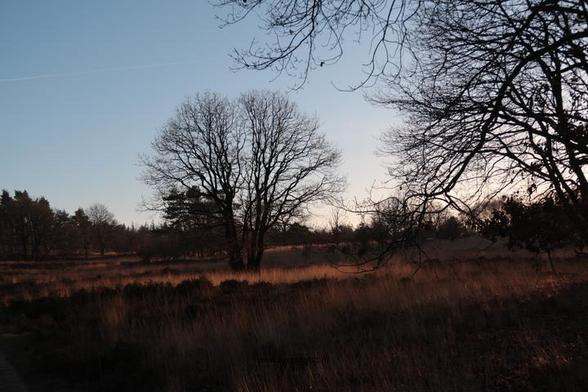 Photo of treespecies Quercus robur : Category is winter