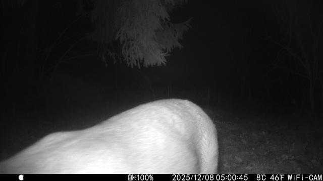 Nachtelijke buitenopname met wildcamera. Het grootste deel van de voorgrond wordt ingenomen door de rug en zijkant van een ree. Op de achtergrond zijn bomen en takken te zien, vaag verlicht door infraroodlicht. Er is verder weinig detail zichtbaar in de omgeving door het donker. Onderaan in beeld staat informatie, waaronder een datum en tijd (2025/12/08 05:00:45), temperatuur (8°C, 46°F) en het woord "WiFi-CAM".