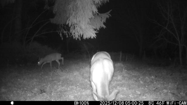 Nachtelijke wildcamera-opname in een bosrijke omgeving. Op de voorgrond staat een ree met het hoofd naar beneden, waarschijnlijk aan het grazen. Links op de achtergrond loopt nog een ree, waarbij de ogen oplichten door de infraroodcamera. Bovenaan hangen de takken van een dennenboom. Rechtsonder op het beeld is tijdinformatie zichtbaar: de opname is gemaakt op 8 december 2025 om 05:00:25 uur bij een temperatuur van 8°C (46°F). Het beeld is in zwart-wit door de nachtmodus van de camera.