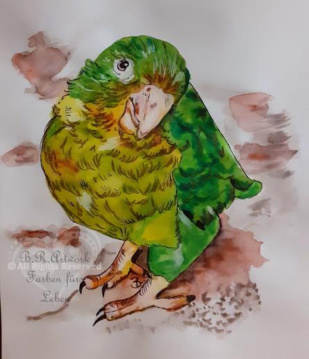 Mittelgroßer Papagei, grün und grüngelber Bauch, rosa Schnabel, seitlich sitzend mit leicht geneigtem Kopf, schaut seitlich schräg nach oben den Betrachter an. Watercolour und Fineliner.