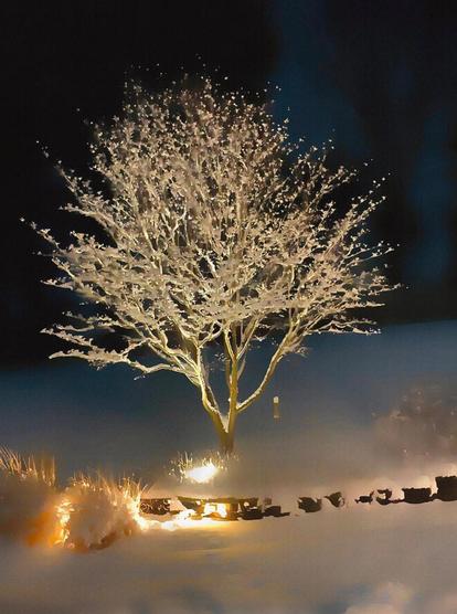 The magic of winter. Japanese Maple tree with all its branches covered in ice and a dusting of snow, illuminated with landscape lights. A snow-capped bird feeder hangs on one of the trees lower branches. Proof that even in natures harshest season, beauty and wonder can be found anywhere.