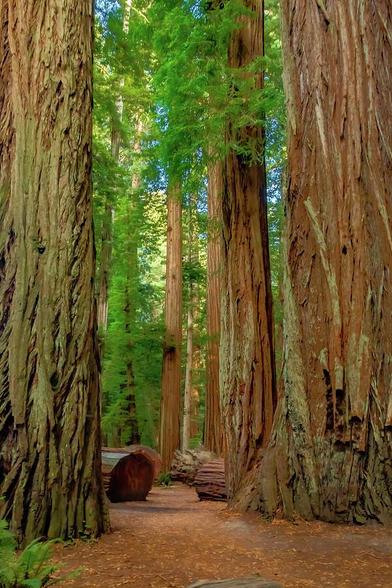 Stout Grove
Imagine standing in a quiet forest where the air feels cool and earthy. Towering redwood trees rise straight up like massive pillars, their trunks wide and textured, stretching far beyond what you can see. The canopy above filters soft daylight, so the ground is bathed in a gentle, dappled glow.
A narrow dirt pathway winds through the grove, inviting you to walk deeper into the stillness. The trail feels calm and welcoming, framed by the immense trees on either side. In the distance, the forest seems endless, fading into layers of trunks and shadows.
The mood is serene and almost reverent — like stepping into a natural cathedral where the silence is broken only by the whisper of wind through leaves and the faint sound of the nearby river.