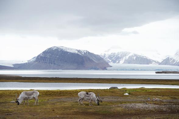 "Two reindeer graze against a glacial backdrop on June 16, 2016"
