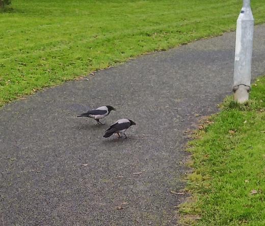 2 crows on path through green space who where very wary of my shopping cart.