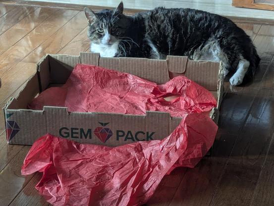 A cat sitting outside a box.  it even has crunchy paper!