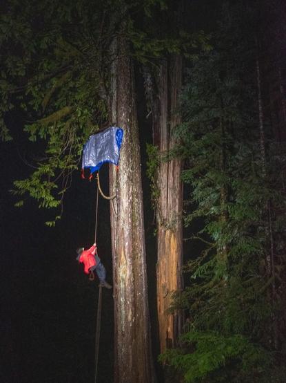 A person is seen climbing a rope beside a large cedar tree in the dark lit by what must be a huge spotlight toward a tarp where the person will sit.