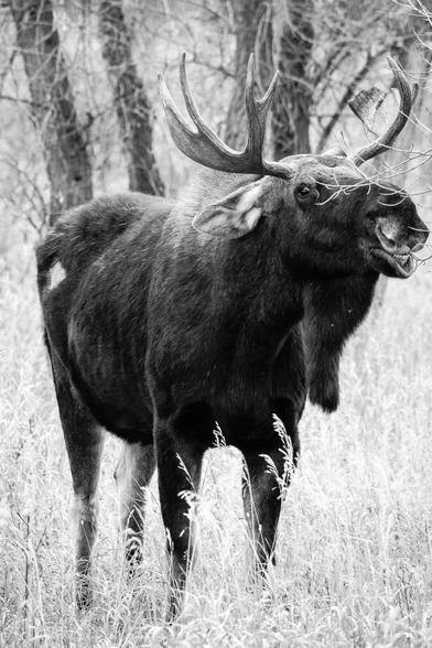 A bull moose standing and eating a branch from a tree. He's looking towards the camera, and his teeth are visible.