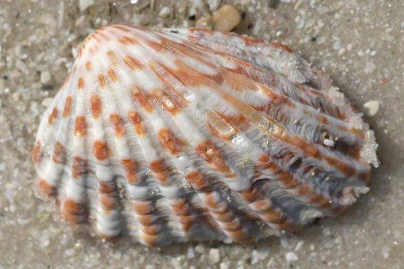 A photo of a broad-ribbed cardita shell on the sand of a beach.