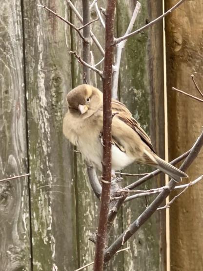 A cute, soft, puffed up little tan and brown bird with white underbelly is perched on the thin main stem of the elm sapling in front of the weathered wooden fence. She’s coyly looking this way.