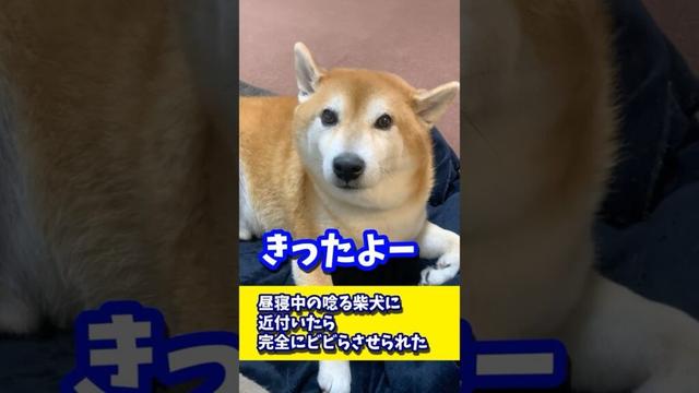 昼寝中の唸る柴犬に近付いたら完全にビビらさせられた #shibadog #柴犬 #sibainu  #犬のいる生活 #shorts