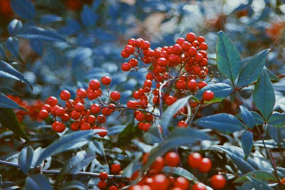 Some berries on a bush outside, close shot with some light bokeh, nice colors on this film, even if I am a few steps down from the film itself on judging color.