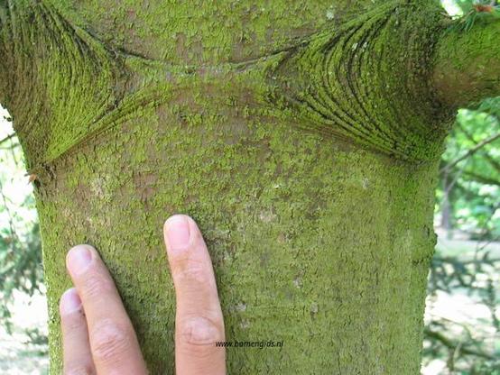 bast-bark-rinde-ecorse-corteza