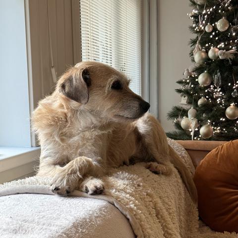 Een lichtbruine hond met ruwharige vacht ligt ontspannen op een beige fleece deken, die over een bank gedrapeerd is. De hond kijkt naar rechts, richting het raam waar lichte jaloezieën hangen. Rechts op de achtergrond staat een versierde kerstboom met witte en zilveren ballen en lichtjes. Naast de hond ligt een roestbruine kussen op de bank. Het geheel oogt knus en feestelijk.