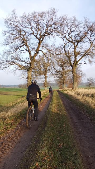 Ein alleeartiger Feldweg. Die riesige Bäumen sind kahl. Voraus 2 Gravelbikefahrer.