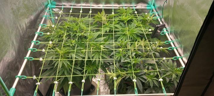 Blick in ein Indoorgrowzelt in dem 3 Cannabispflanzen stehen die sich im Wachstum befinden und welche durch ein vertikal gespanntes Netz in die Breite geführt werden sodass die Blätter mehr Oberfläche bilden