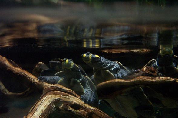Three turtles with dark bodies and yellow markings on their faces rest on branches just underwater, so they are slightly reflected in the underside of the water’s surface.