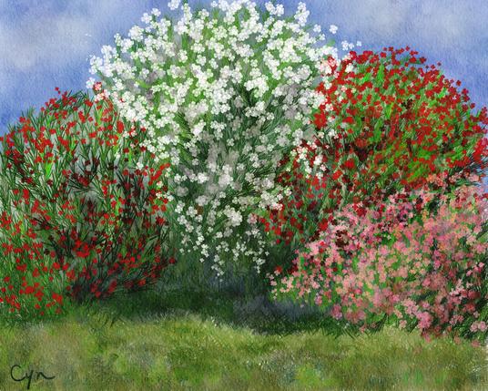 Four blooming oleander bushes (red, white, red, salmon-pink) of various sizes planted adjacent to each other, the largest of which is the white. Green grass covers the area in the foreground; the sky is blue with wispy clouds.