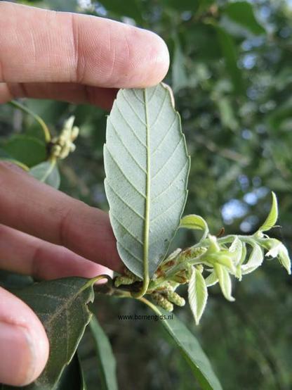 Photo of treespecies Quercus schottkyana : Category is blad-leaf-blatt-feuille-hoja