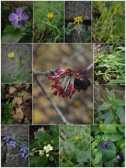 A collage of wildflowers Iβve seen over the last few days.