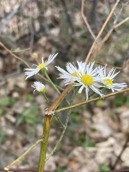 A daisy-like flower with a yellow heart an white petals on a nearly dried out stem