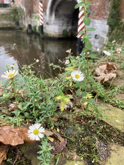 Daisy-like flowers on an old city wall, water and a watergate in the background