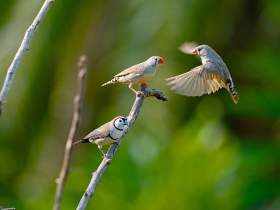 A zebra finch and a double barred finch rest on a leafless tree branch, against a green out of focus background. Another zebra finch is caught in the photo midflight, wings extended, about to land on the same branch