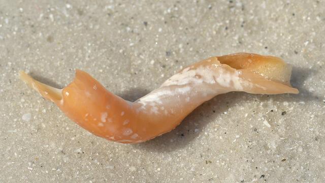 A photo of a broken fargo worm snail on the sand of a beach.