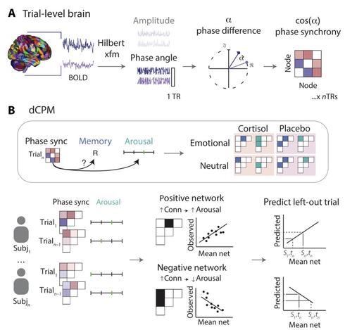 Fig. 2. Analysis design. (A) Schematic of the trial-level phase synchrony extraction approach. (B) Schematic of dCPM. Edges that are significantly correlated with memory/arousal are selected. A linear model is then trained to predict memory/arousal on the left-out trial. This model is separately applied to all four study conditions (pill × emotionality) to yield four predictive networks. R, remembered.