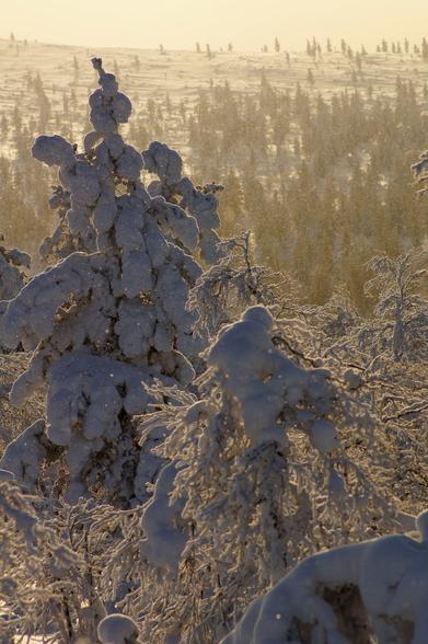 A wide, outdoor landscape shows a forest covered in snow, likely during winter. The foreground features close-up views of several coniferous trees heavily laden with snow, their branches drooping under the weight. The trees are closely packed together, creating a dense, textured appearance. Beyond the foreground, the forest extends into the distance, gradually becoming less detailed and appearing as a vast, snow-covered expanse. The overall lighting is warm and golden, suggesting either sunrise or sunset.