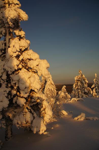 A winter landscape with evergreen trees covered in snow under a clear blue sky.

The scene is dominated by a group of evergreen trees, their branches heavily laden with snow. The snow appears soft and fluffy, creating a contrast against the dark bark of the trees. The trees are arranged in a line, with the closest tree taking up most of the left side of the image. In the background, a dense forest can be seen in the distance.

The ground is covered in a thick layer of snow, creating a smooth, white surface. The light in the image is warm and golden, casting long shadows across the snow-covered ground. The sky is a clear blue.