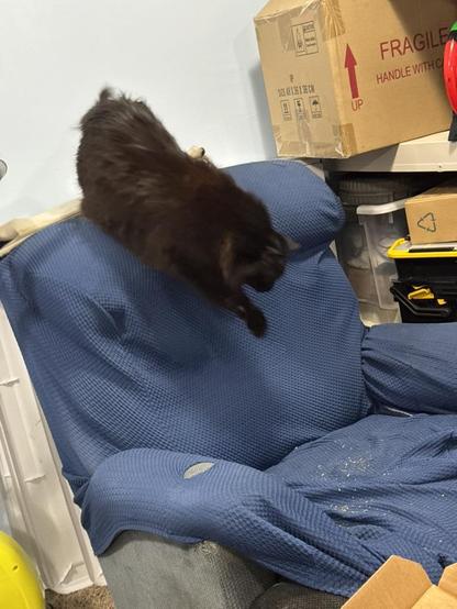 A black cat jump down from the top of a blue recliner towards pile of scattered cat nip. A shelf stands next to the recliner, with various boxes on each shelf.