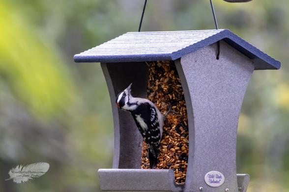 A Downy Woodpecker clings to the side of a bird feeder filled with mixed seed. Its black-and-white plumage and small red patch stand out against a soft green background as it looks upward from the feeder’s edge.