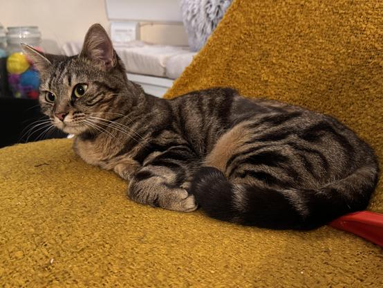 A small tabby cat sat on a mustard yellow chair.