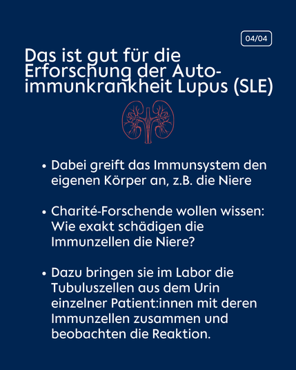 Textfolie: Das ist gut für die Erforschung der Autoimmunkrankheit Lupus (SLE). Dabei greift das Immunsystem den eigenen Körper an, z.B. die Niere. Charité-Forschende wollen wissen: Wie exakt schädigen die Immunzellen die Niere? Dazu bringen sie im Labor die Tubuluszellen aus dem Urin einzelner Patient:innen mit deren Immunzellen zusammen und beobachten die Reaktion. Wenn man weiß, welche Immunzellen die Tubuluszellen schädigen, könnte man sie ausschalten und die Entzündung eindämmen.