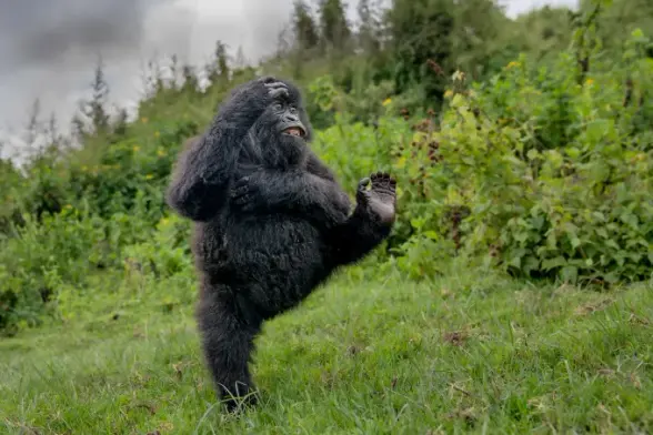 On a grassy field, a young gorilla lifts its foot into the air.