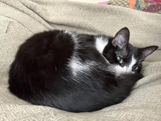 A black and white cat curled up on a blanket with his tail over his noise like a curled fox.