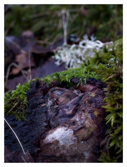 En stående bild på en bit av ett dött trä som ser ut som en tå eller finger. Mossa växer bredvid på trädet och lav en bit bort.