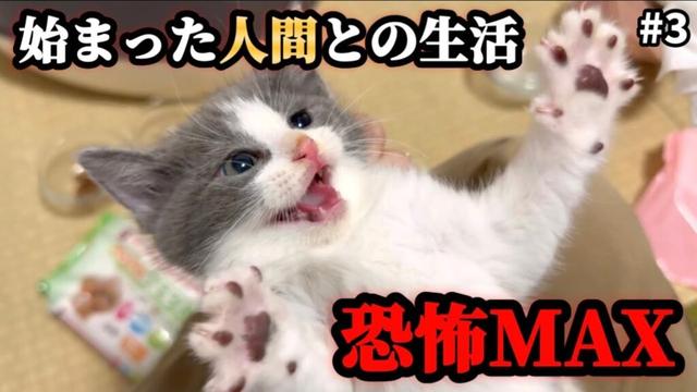 人間は敵なのか！？初めての【手】に保護した5匹の子猫達が…