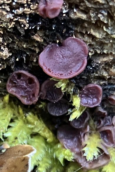 Rotten wood with several round flat purple mushrooms. In the corner some moss.