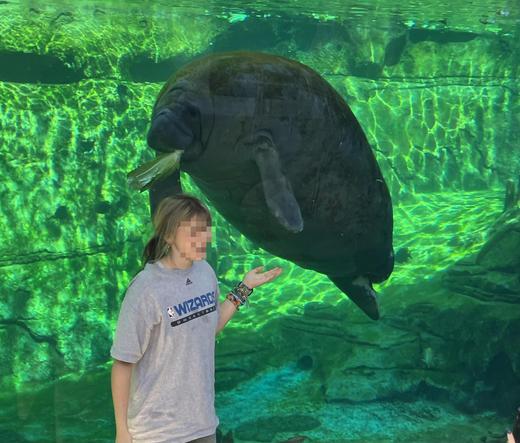 A woman stands in front of a large tank with a manatee floating by. The manatee has some food in its mouth that looks like lettuce.