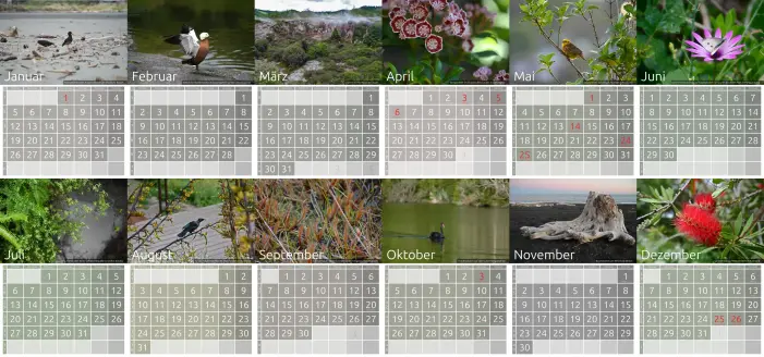 Eine Übersicht über 12 Kalenderblätter mit Motiven von Neuseelands Nordinsel. 2 Zeilen mit je 6 Blättern. Die Motive sind: Austernfischer, Paradisente, ein dampfende geothermischer Krater, Berglorbeerblüten, Goldammer, Schmetterling auf einer Blüte, Farn über einer Schlammquelle, Tui, Sonnentau, Trauerschwan, Treibholz an einem schwarzen Strand und die Blüte einer Callistemon.