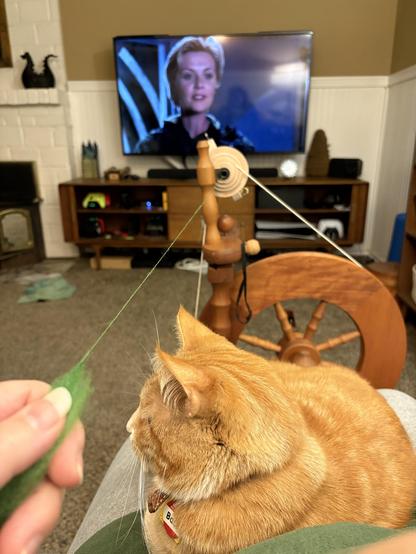 A ginger cat rests on someone's lap while, mostly off-camera, the person's left hand holds some green wool that's connected to a spinning wheel with a strand of spun thread. Stargate:SG1 plays on a large screen TV in the background.