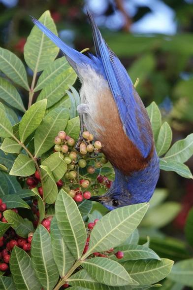 A Western bluebird is hanging upside down among green leaves, pecking at clusters of red and green berries.