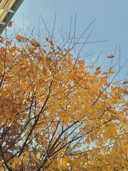 Golden leaves on a tree framed by a hazy blue sky.