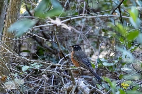 An American Robin stands alert on a fallen branch amid a dense tangle of twigs and green leaves. Its orange chest and gray wings contrast with the shaded forest background.