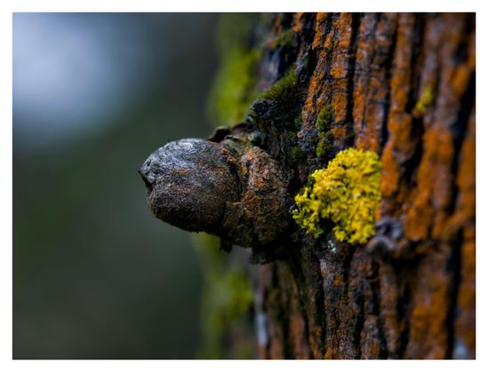 En liggande bild på en del av en trädstam. Från höger är det orange lav (?), sedan en utväxt, därefter skymtar man ljusgrön mossa/lav och längst upp till vänster ett blåaktigt sken från himmelen.