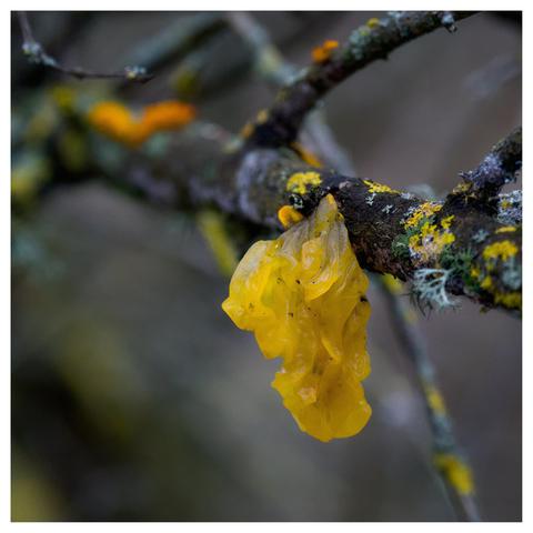 En fyrkantig bild på en förmodad gul, lite genomskinlig svamp som hänger på en gren. På grenen finns även lav i olika färger, grönt, gult och vitt.