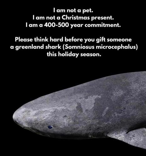 | am not a pet.

| am not a Christmas present.

| am a 400-500 year commitment.

Please think hard before you gift someone a greenland shark (Somniosus microcephalus) this holiday season.

[image of a Greenland Shark]