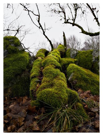 En stående bild på en fallen trädstam täckt av ljusgrön mossa. Bruna löv i förgrunden och mosstäckta stenar bredvid.